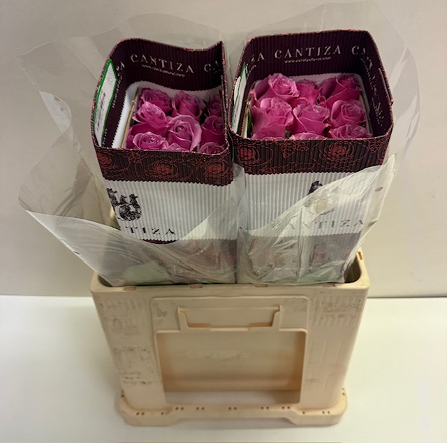 Rosa ec breathless CT.jpg